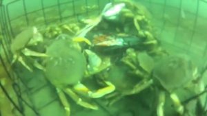 Ловля крабов.  Подводная съёмка. Сrab fishing.