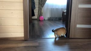 Малыш корги играет с редиской))/Baby Corgi playing with radishes))