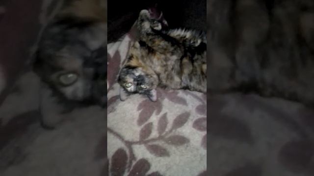 Милая кошка Ксюша. Релакс на кресле.