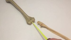 Соединения костей верхней конечности