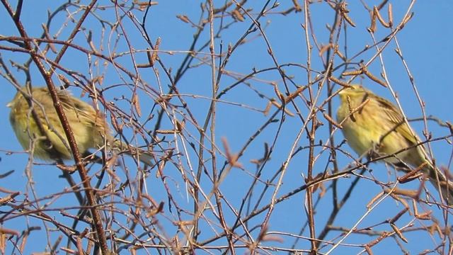 Зеленушки в Декабре смотреть онлайн