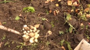 поздняя посадка деток гладиолусов , результат узнаем