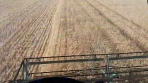 Комбайн Нива СК 5 уборка озимой пшеницы 3й день