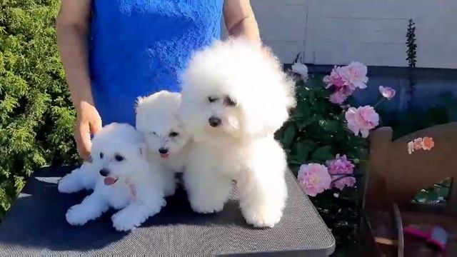 Бишон фризе девочки ищут своих любящих хозяев! смотреть онлайн