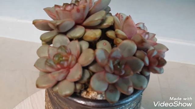 힐링영상=베란다 아이들 (나나후꾸미니, 블루엘프, 라울, 살구미인금, 박화장, 홍포도 ᆢ) смотреть онлайн