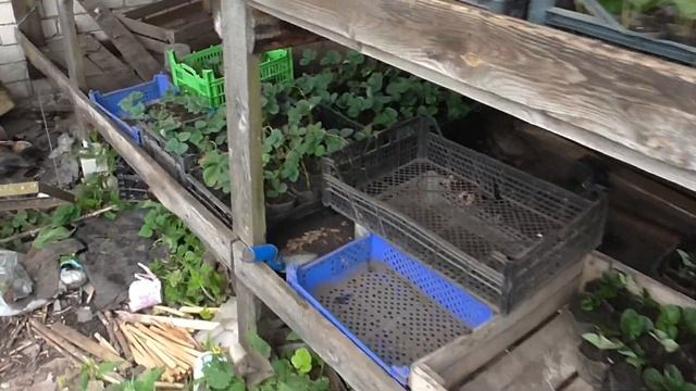 Рассаживаем клубничку на продажу смотреть онлайн