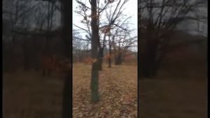 Осень, осень...