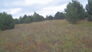 Охота на тетерева/ОХОТА на боровую с подхода/Grouse Hunting/Cartridges for hunting
