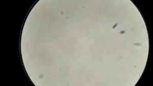 Болгарский ПЕРЕЦ. Влияние на кровь человека