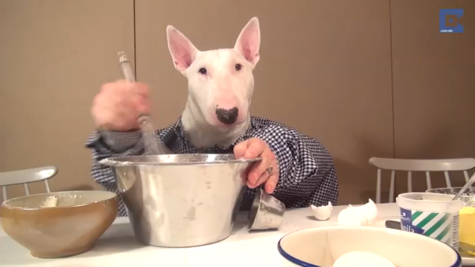 Собака с кастрюлей мем