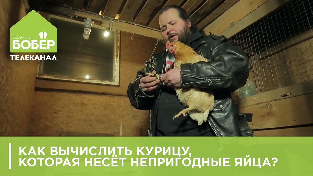 Как вычислить курицу, которая несёт непригодные яйца?
