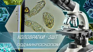 Коловратки 3 штуки под микроскопом - Увеличение 400х