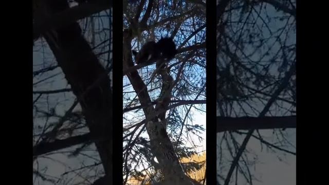 Моя любимица бельчонок по имени Малая 5 ноября 2023г смотреть онлайн