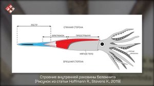 Обитатели древних морей: белемниты