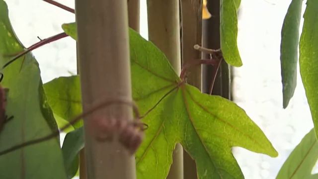 Passiflora 'Amethyst' смотреть онлайн