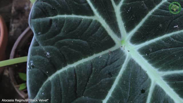 Alocasia Reginula "Black Velvet" | Ornamental Plants | ?? Panama |