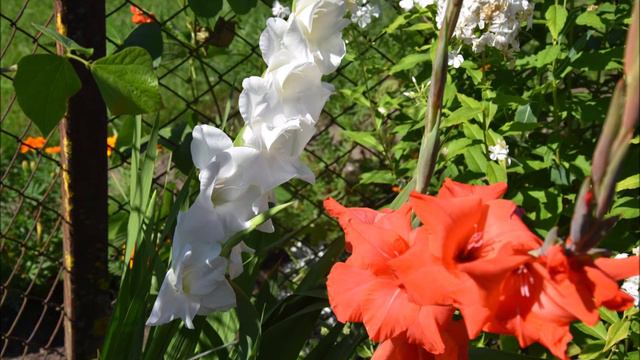 Mieczyk/Gladiolus- kwiat miecz /a flower sword [ENG SUB] смотреть онлайн