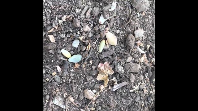 Sukulent cadiri yapiyorum: Echeveria bahcesinde dikim смотреть онлайн