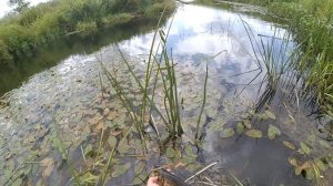 Крупные голавли-лапти клюют на жука. Рыбалка на малой реке. Нахлыст.