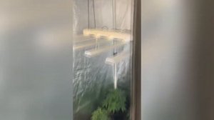 В Москве задержан изготовитель марихуаны, выращивавший коноплю в арендованной квартире