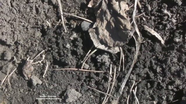 16 АПРЕЛЯ В СИБИРЬ ИДУТ МОРОЗЫ ДО -10 , СПАСАЕМ БУДУЩИЙ УРОЖАЙ ЗЕМЛЯНИКИ . смотреть онлайн