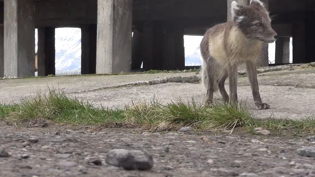 VLOG SVALBARD|| ШОУ ДАВАЙ ОТПРАВИМСЯ НА ШПИЦБЕРГЕН смотреть онлайн
