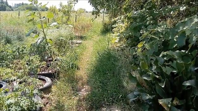 Июнь на Кубани - что и как зреет, что в июне можно собирать с огорода/Новая Жизнь РоМашки смотреть онлайн