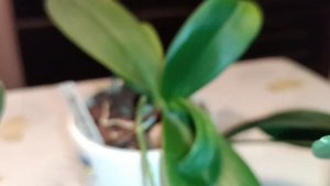 У орхомана в коллекции есть не только орхидеи-стандарты, но и мини🤗🌸