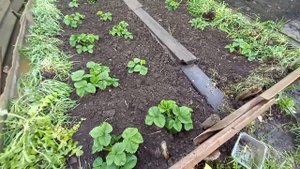 Клубника заросла/Траву в дело☝/Весенний релакс