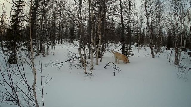 Дэни - снегоход смотреть онлайн