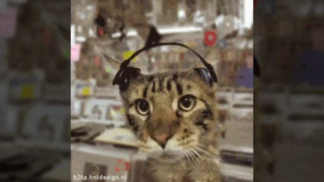 Мем кот в наушниках