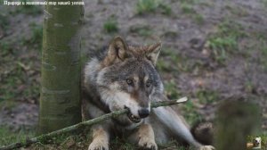 Успокаивающие звуки леса,на фоне наших медведей и волков.