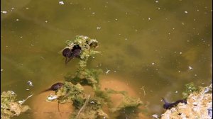 Как выглядят головастики лягушки перед появлением лапок - 35 день с момента вылупления из икры