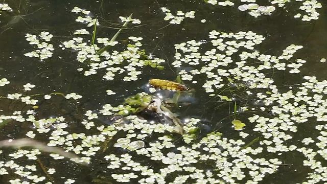 Dragonfly lays Eggs... What can go wrong? (Hint: Hungry frog wants to eat him) Wildlife film смотреть онлайн
