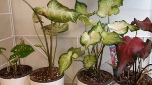 Каладиум / обзор моих растений