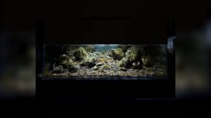 Лучшие биотопные аквариумы 2020 года. Часть 1 #BADC2020