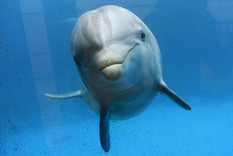 Спасенную на побережье Крыма афалину отправили в дельфинарий / События на ТВЦ