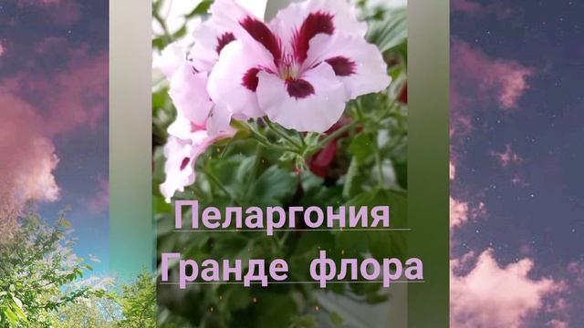 МИР ЛЮБОВЬ в ДОМЕ где растут ГЕРАНИ ПЕЛАРГОНИИ смотреть онлайн