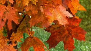 Золото ОСЕНИ ??