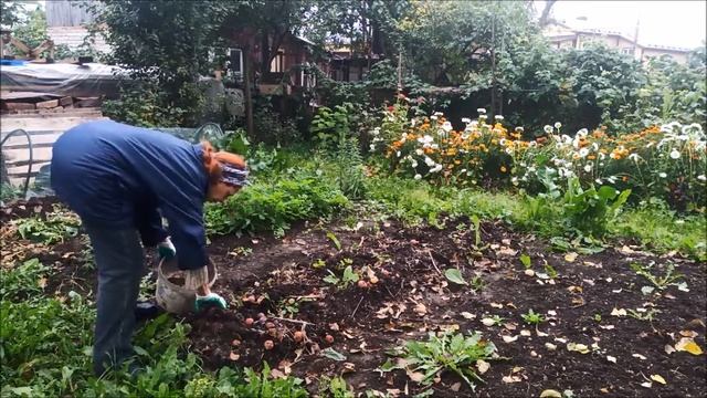 25 сентября 2022 сбор корневой петрушки смотреть онлайн