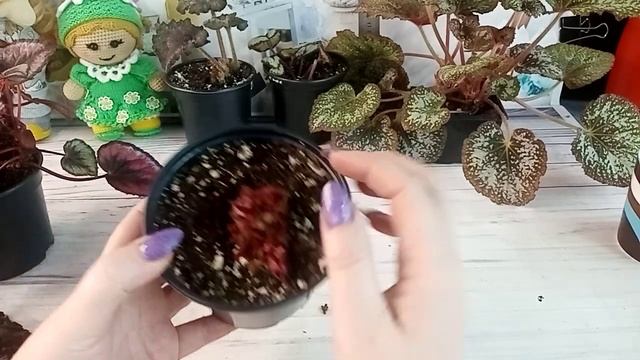 Бегонии. Убираем все ненужное.