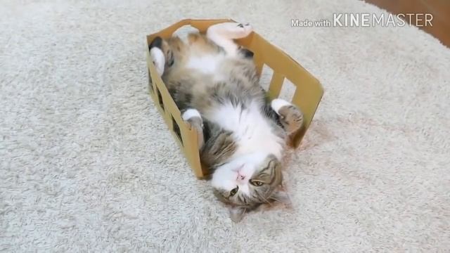 Кот и коробки Это любовь смотреть онлайн