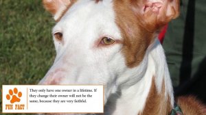 Dogs 101 - IBIZAN HOUND - Top Dog Facts About the Ibizan Hound