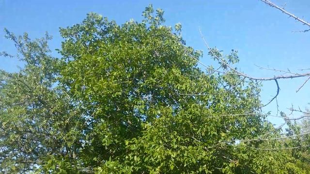 Продаём участок 6 соток, СНТ "Ветерок", Юхарина балка смотреть онлайн