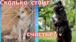 Сколько стоит собачье счастье?