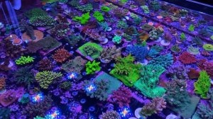 Drool-worthy corals at Aquamarine Aquaristic