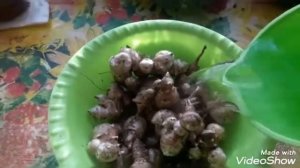 Отварим топинамбур на завтрак..