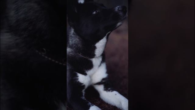 Юки помесь лайки и хаски смотреть онлайн