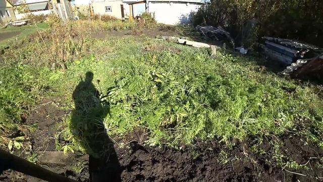 Переболели   ковидом ? Осенние работы в огороде  Сбор урожая ? ,     будни в деревне.? смотреть онлайн