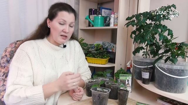 Корни у рассады томатов и перцев: чем подкормить и укрепить. Супер корень - супер рост!